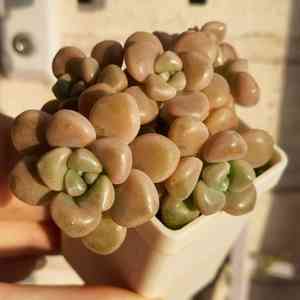 Sedum mendozae(Sedum mendozae)