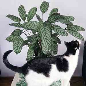 Never never plant(Ctenanthe setosa)