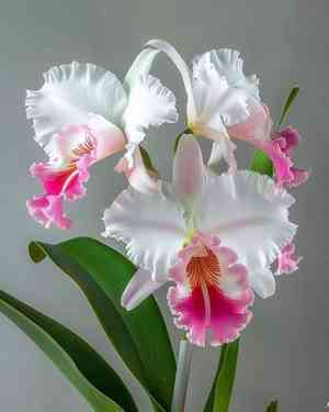 Phalaenopsis spp.(Phalaenopsis spp.)