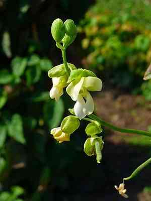 Common bean(Phaseolus vulgaris)