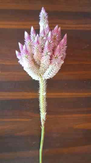 Plumed cockscomb(Celosia argentea)