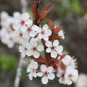 Sour cherry(Prunus cerasus)