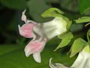 Araujia sericifera(Araujia sericifera)