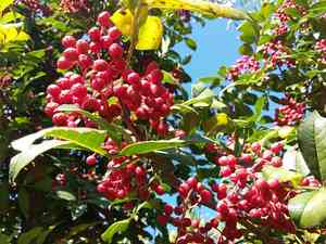 Chinese prickly ash(Zanthoxylum bungeanum)