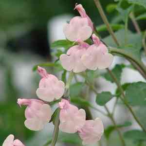 Autumn sage(Salvia greggii)