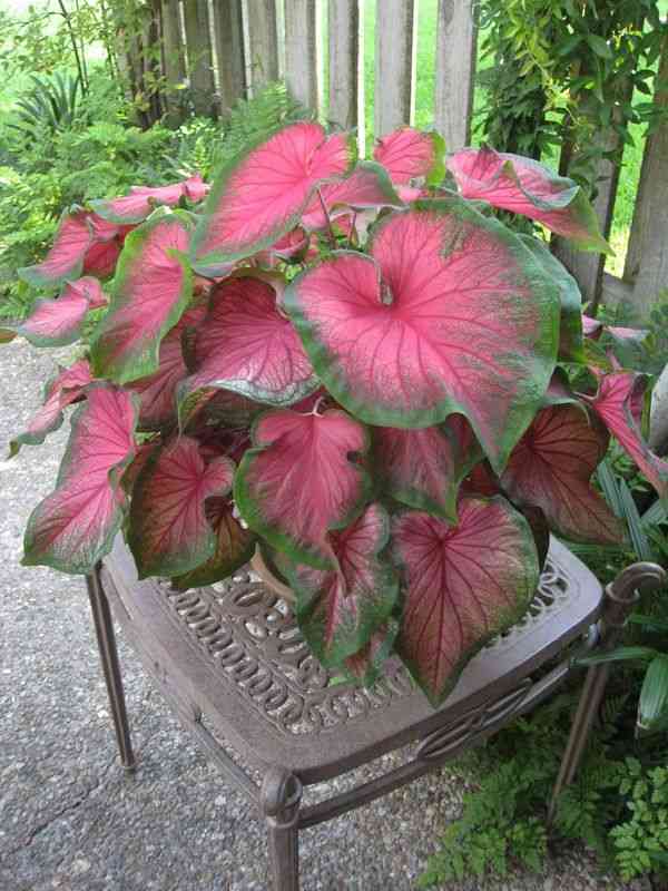 Heart of jesus(Caladium bicolor)