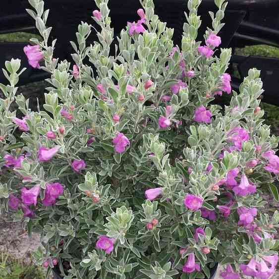 Texas ranger(Leucophyllum frutescens)