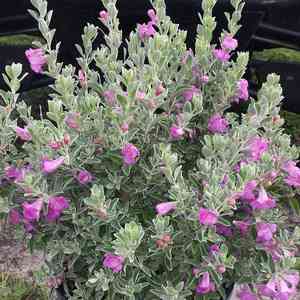 Texas ranger(Leucophyllum frutescens)