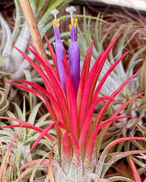Sky plant(Tillandsia ionantha)