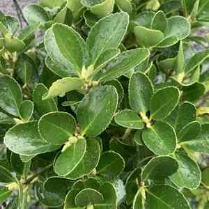 Evergreen spindle(Euonymus japonicus)