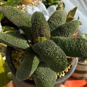 Gasteria batesiana(Gasteria batesiana)