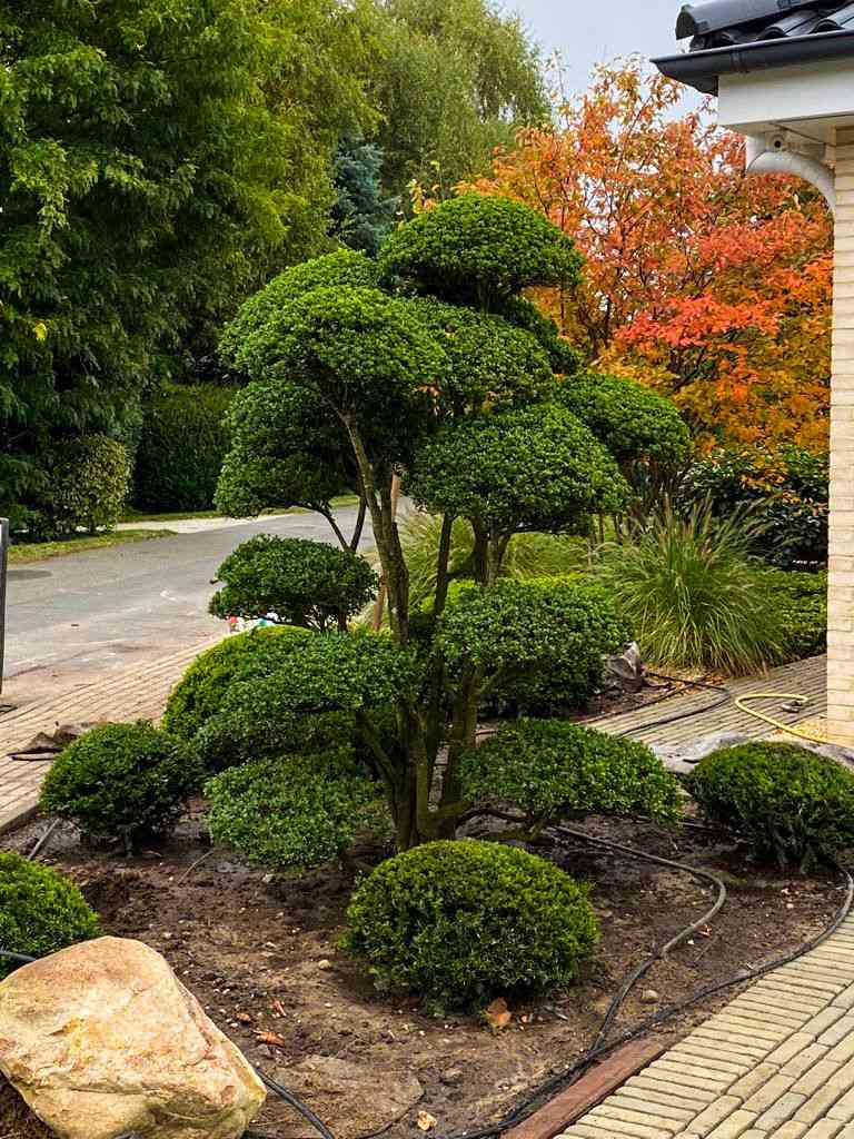 Japanese holly(Ilex crenata)