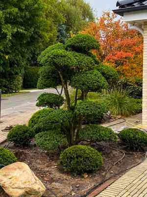 Japanese holly(Ilex crenata)