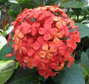 Chinese ixora(Ixora chinensis)