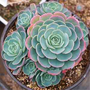 Blue echeveria(Echeveria secunda)