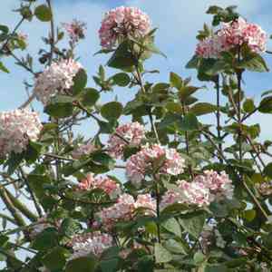 Koreanspice viburnum(Viburnum carlesii)
