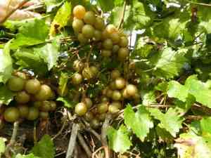 Muscadine(Vitis rotundifolia)