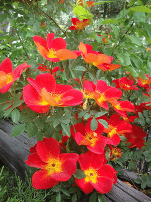 Austrian brier(Rosa foetida)