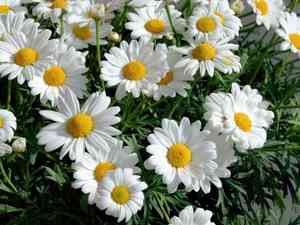 Shasta daisy(Leucanthemum maximum)