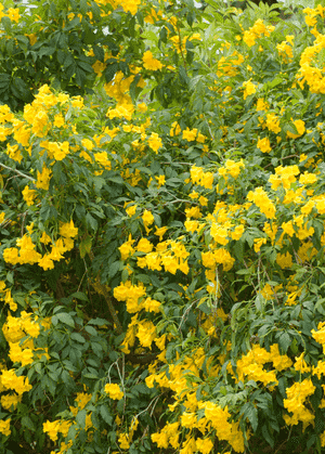 Yellow trumpetbush(Tecoma stans)