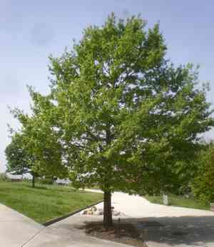 Turkey oak(Quercus cerris)