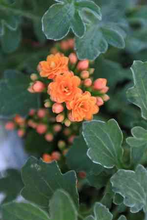 Florist kalanchoe(Kalanchoe blossfeldiana)