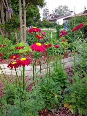 Pyrethrum(Tanacetum coccineum)