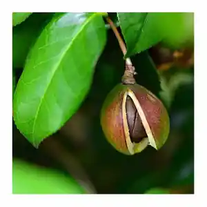 Tea-oil camellia(Camellia oleifera)