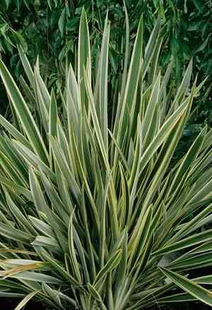 New zealand flax(Phormium tenax)