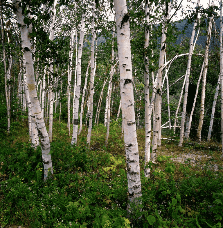 Paper birch(Betula papyrifera)