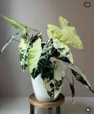 Elephant's ear(Alocasia micholitziana)