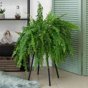 Boston fern(Nephrolepis exaltata)