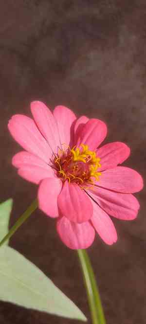 Zinnia peruviana(Zinnia peruviana)