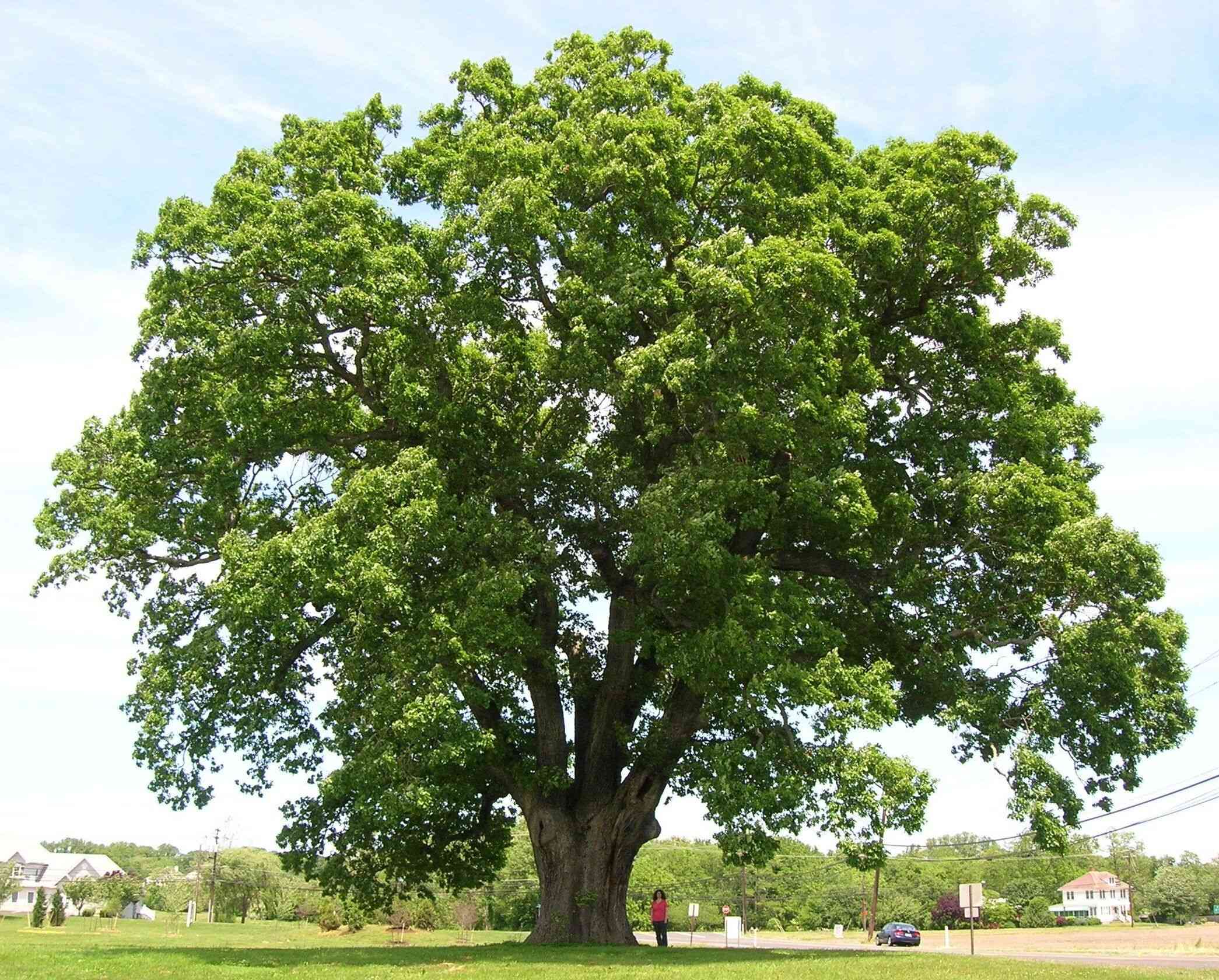 White oak(Quercus alba)