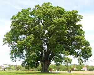 White oak(Quercus alba)