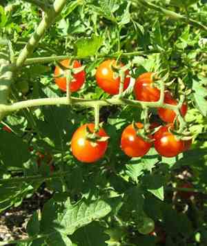 Currant tomato(Solanum pimpinellifolium)