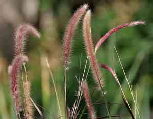 Crimson fountain grass(Cenchrus setaceus)