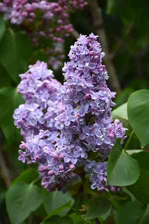 Common lilac(Syringa vulgaris)