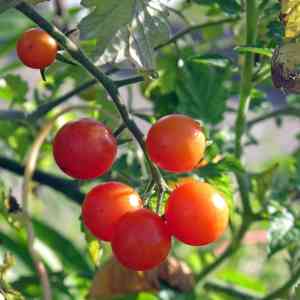 Currant tomato(Solanum pimpinellifolium)