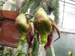 spotted catasetum(Catasetum maculatum)