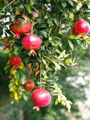 Pomegranate(Punica granatum)