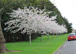 Yoshino cherry(Prunus × yedoensis)