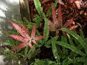 Rough maidenhair fern(Adiantum hispidulum)