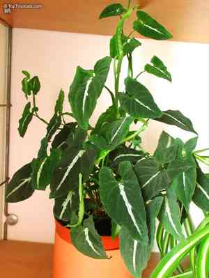 Syngonium wendlandii(Syngonium wendlandii)