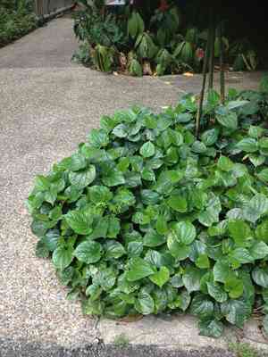 Hoja Santa(Piper auritum)