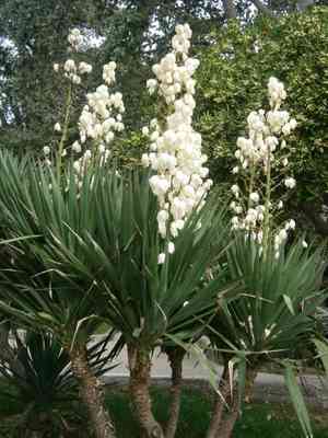 Spanish dagger(Yucca gloriosa)