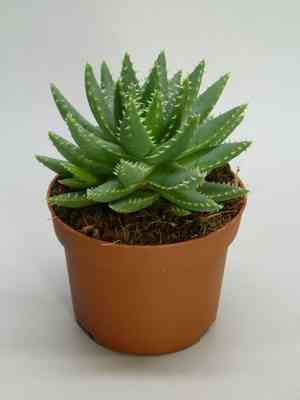 Aloe brevifolia(Aloe brevifolia)