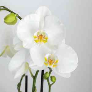 Moth orchid(Phalaenopsis amabilis)
