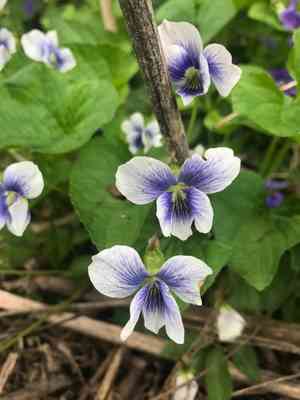 Common blue violet(Viola sororia)