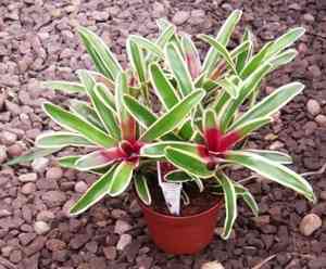 Nidularium billbergioides(Nidularium billbergioides)